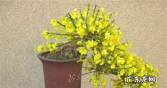 地栽迎春花多少天浇水,迎春花多久浇水