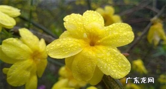 地栽迎春花多少天浇水,迎春花多久浇水