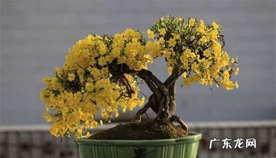 地栽迎春花多少天浇水,迎春花多久浇水