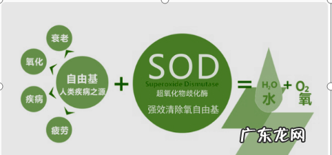 体检sod是指什么,sod是什么意思