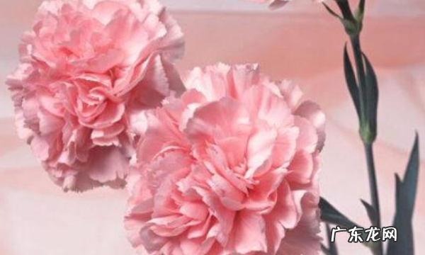 学生送妈妈什么礼物,小学生母亲节送什么礼物好一点