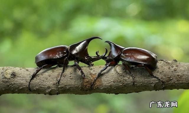 昆虫有哪些动物,昆虫有哪些动物