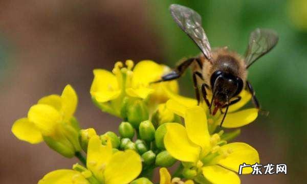 昆虫有哪些动物,昆虫有哪些动物