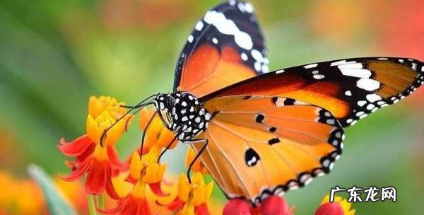 昆虫有哪些动物,昆虫有哪些动物