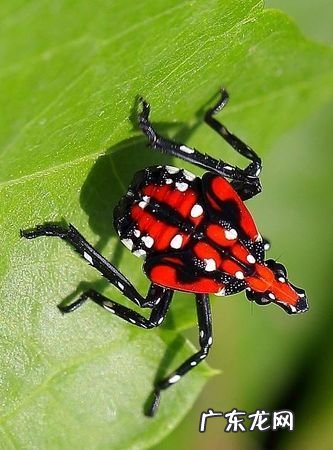 昆虫有哪些动物,昆虫有哪些动物