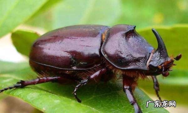 昆虫有哪些动物,昆虫有哪些动物