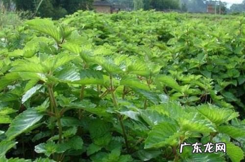 中国八大仙草是什么,中国九大仙草有哪些