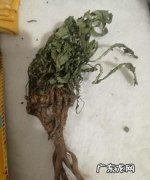薄薄丁是不是蒲公英,薄薄丁可以每天喝