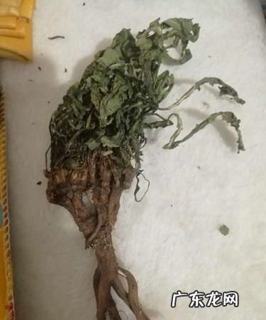 薄薄丁是不是蒲公英,薄薄丁可以每天喝