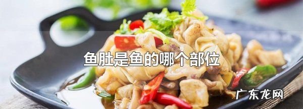 鱼肚是什么鱼身上的,鱼肚是鱼的哪个部位