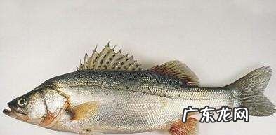 鲈鱼是海鱼吗,平时我们吃的鲈鱼是海鱼