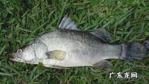 鲈鱼是海鱼吗,平时我们吃的鲈鱼是海鱼