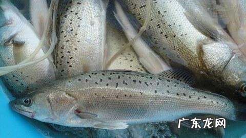 鲈鱼是海鱼吗,平时我们吃的鲈鱼是海鱼