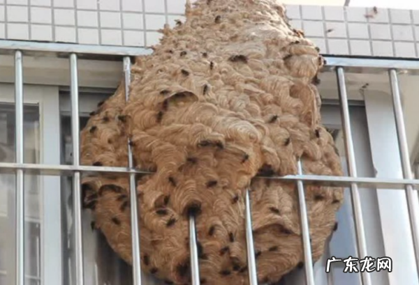家里窗户上有马蜂窝应该怎么办,家里窗户上有马蜂窝应该怎么办
