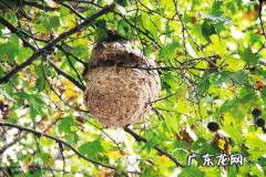 家里窗户上有马蜂窝应该怎么办,家里窗户上有马蜂窝应该怎么办
