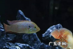 鱼缸养水的正确方法,鱼缸如何养水详细教程