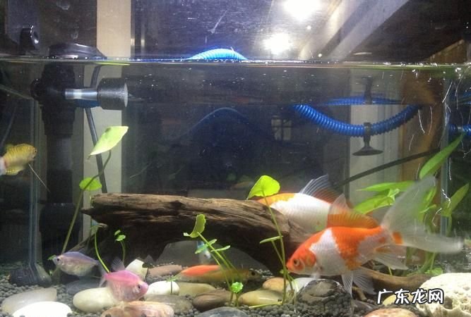 鱼缸养水的正确方法,鱼缸如何养水详细教程
