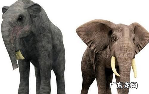 大象的祖先是什么,大象的祖先是什么动物