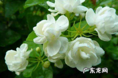 茉莉花能放卧室,茉莉花可以放在卧室养