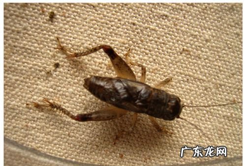蟋蟀吃什么食物最好养,蟋蟀吃什么怎么喂养