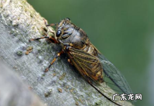 立秋了还有知了猴,立秋以后还有爬叉