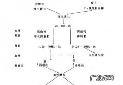 水溶性维生素的吸收机制是,水溶性维生素过细胞膜的方式