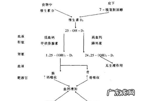 水溶性维生素的吸收机制是,水溶性维生素过细胞膜的方式