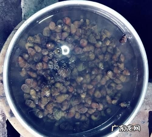 田螺和什么混养最好,黄鳝可以与田螺混养