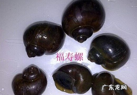 田螺和什么混养最好,黄鳝可以与田螺混养