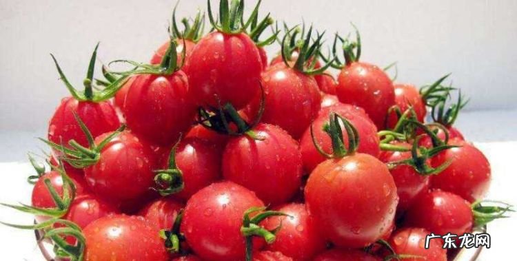 圣女果是转基因的,圣女果是转基因食品这回终于弄清楚了