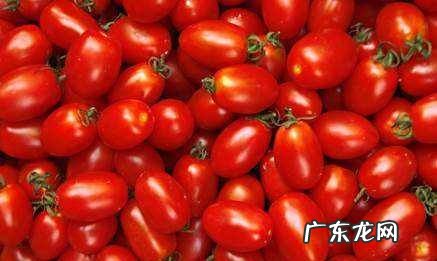 圣女果是转基因的,圣女果是转基因食品这回终于弄清楚了