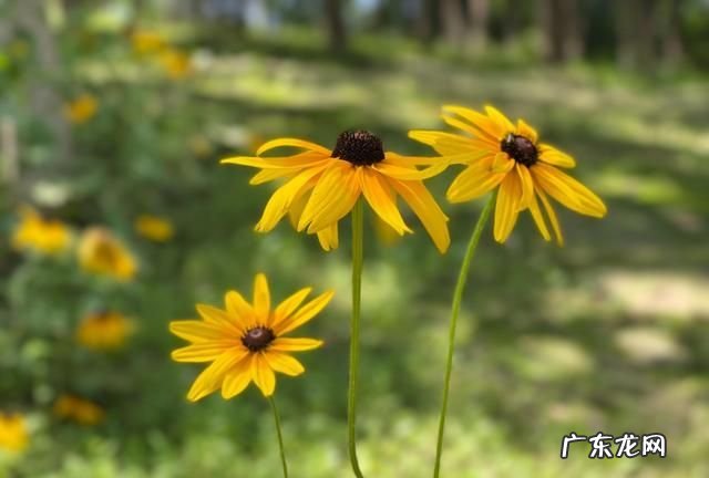 小景深怎么拍安卓手机,小米手机怎么拍景深效果