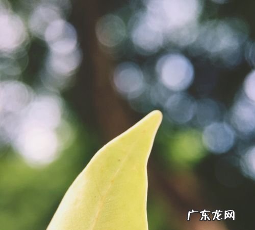 小景深怎么拍安卓手机,小米手机怎么拍景深效果