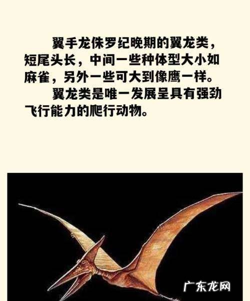 恐龙的种类名称和图片,恐龙种类