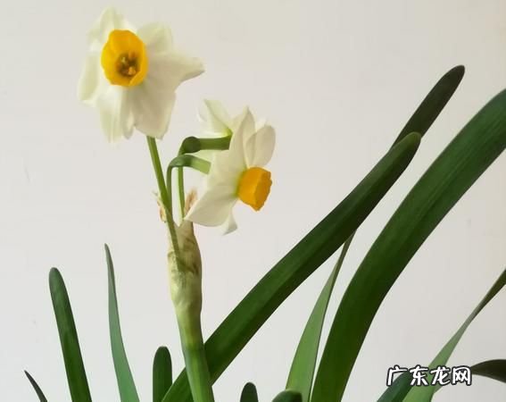 凌波仙子是什么花,凌波仙子指的是什么花