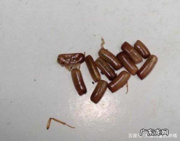 蟑螂死后还会繁衍,蟑螂死了干尸还会繁殖细菌
