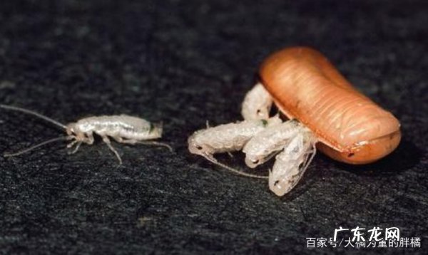 蟑螂死后还会繁衍,蟑螂死了干尸还会繁殖细菌