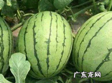 压砂瓜是脆的还是沙沙的,压砂瓜怎么挑选