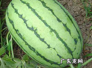压砂瓜是脆的还是沙沙的,压砂瓜怎么挑选