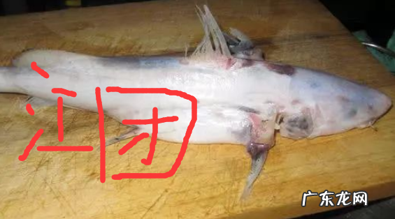 鲶鱼和江团的区别,江团鱼和鲶鱼的区别