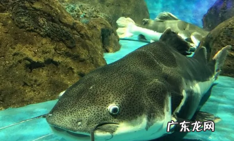 鲶鱼和江团的区别,江团鱼和鲶鱼的区别