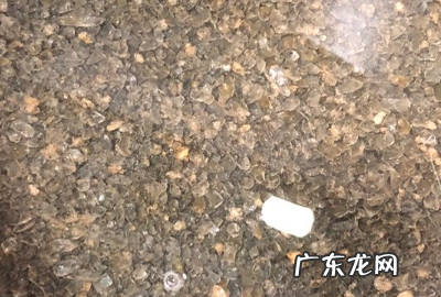 喜茶柠檬茶做法,柠檬茶的做法和配方