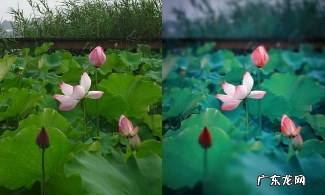 8-55可以拍出虚化效果,8-55镜头能拍出虚化效果