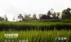 红枣对胃有好处吗,每天吃红枣的好处
