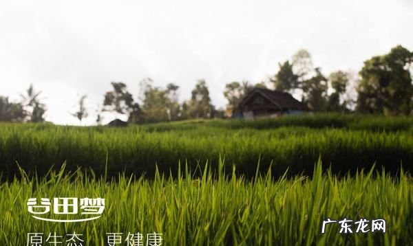 红枣对胃有好处吗,每天吃红枣的好处