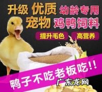 柯尔鸭吃什么饲料,柯尔鸭嘴长多少
