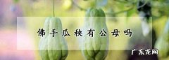 佛手瓜有公母之分,佛手瓜秧有公母