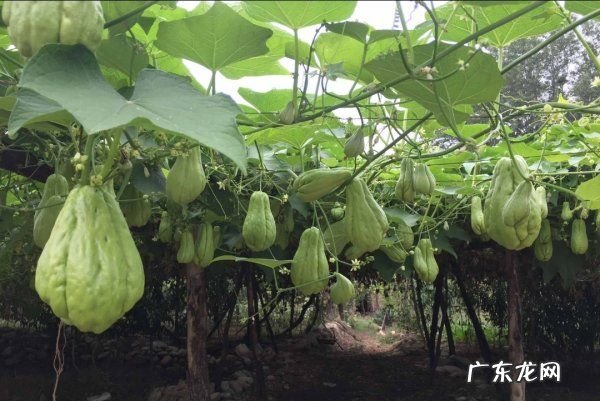 佛手瓜有公母之分,佛手瓜秧有公母