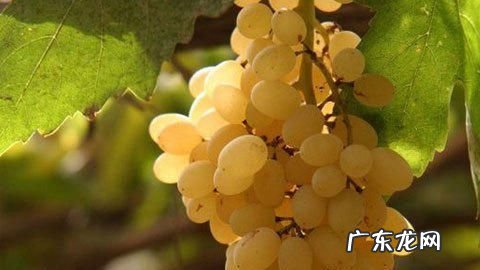 白色的67个雅称,白色的雅称是什么一个字