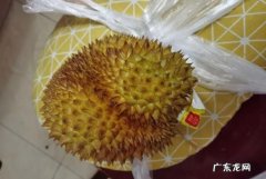 榴莲没熟怎么办,榴莲没熟打开了怎么办怎样能快速熟